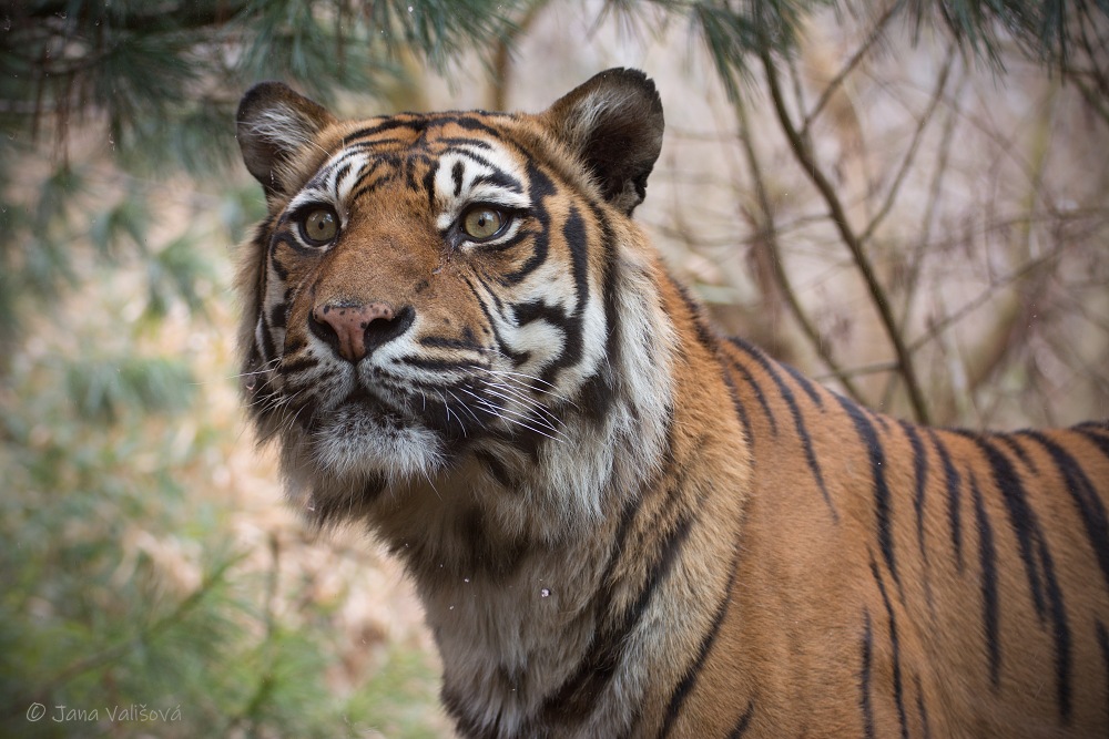 ZOO Brno