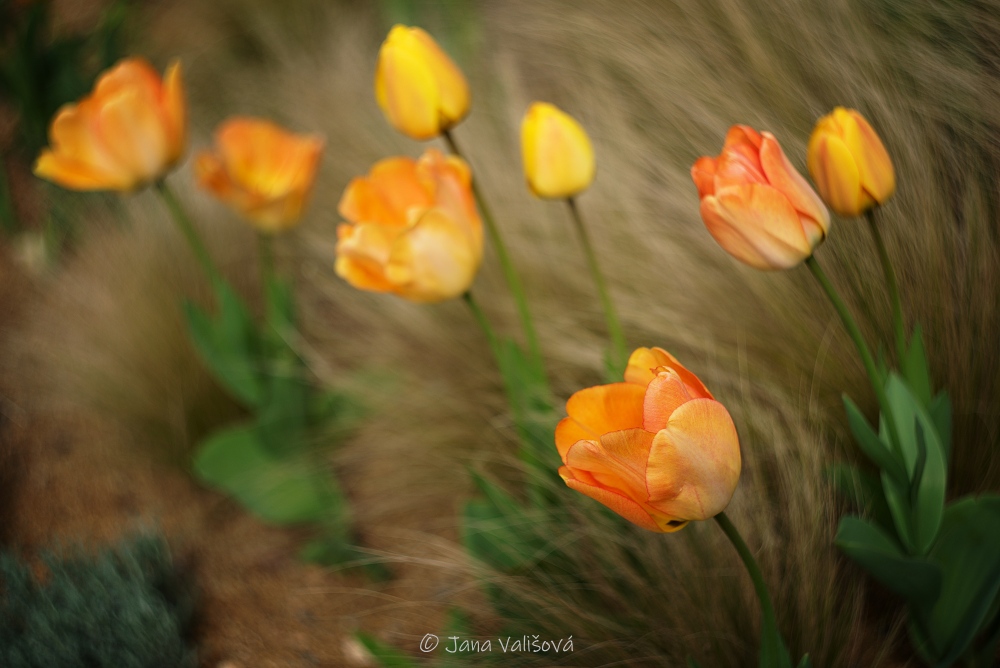 Tulipány
